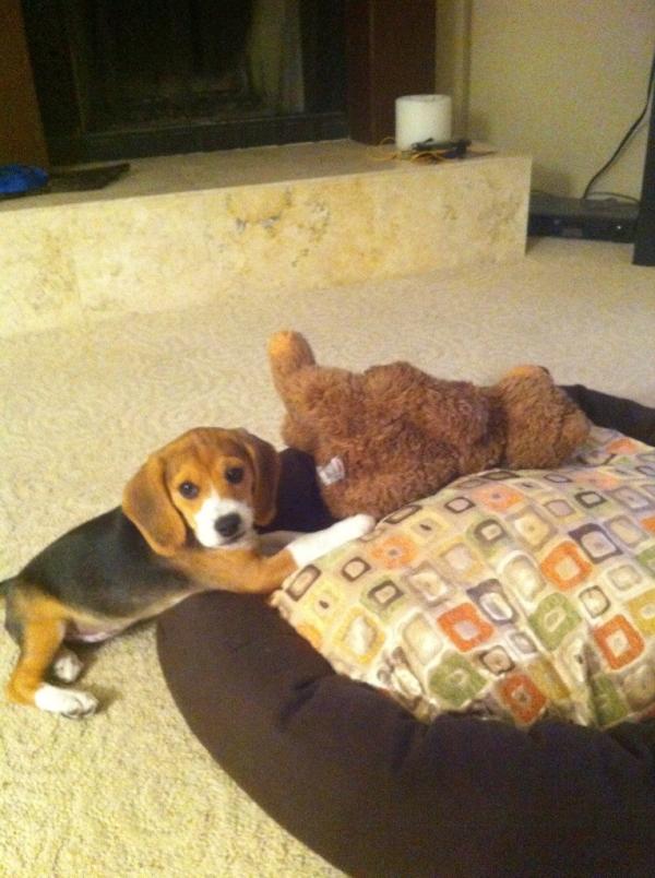 BarkiCards has a new mascot! Introducing Lily Girl! She loves her job!