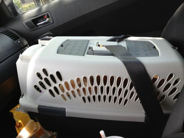 eamitch3ll's tweet image. All strapped in and ready to go home! #kittycarrier