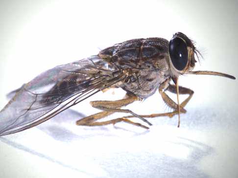 LiuwaPlain's tweet photo. Did you know? There are no tsetse flies in Liuwa. None, zip! Open the windows of your car and enjoy relaxed game drive http://t.co/zfR3uIyQ