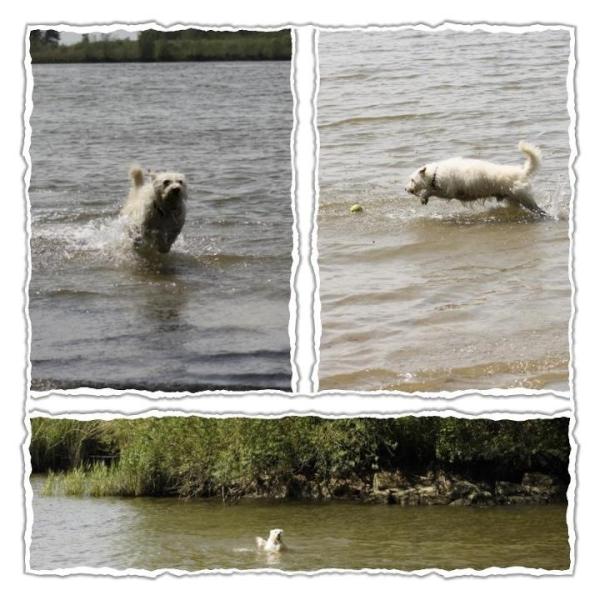 RodydeHond's tweet photo. Wat was het water van de oude Maas weer lekker vandaag #lekkerafkoelen http://t.co/gZSl6NzW