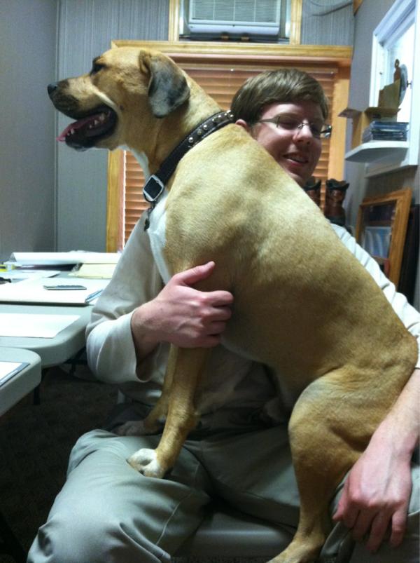 tighegur's tweet photo. @ginandjuiced and you though beau was too big to be a lap dog @RyanHoward3 #bigassbaby http://t.co/w2qotBGZ
