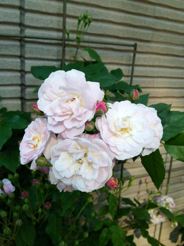 ろひさま ついに 咲きました バラの師匠 故村田晴夫様に 先生のおかげで こんな素敵な薔薇に出会い 育てることができました ありがとうございます Http T Co Hgqba07n