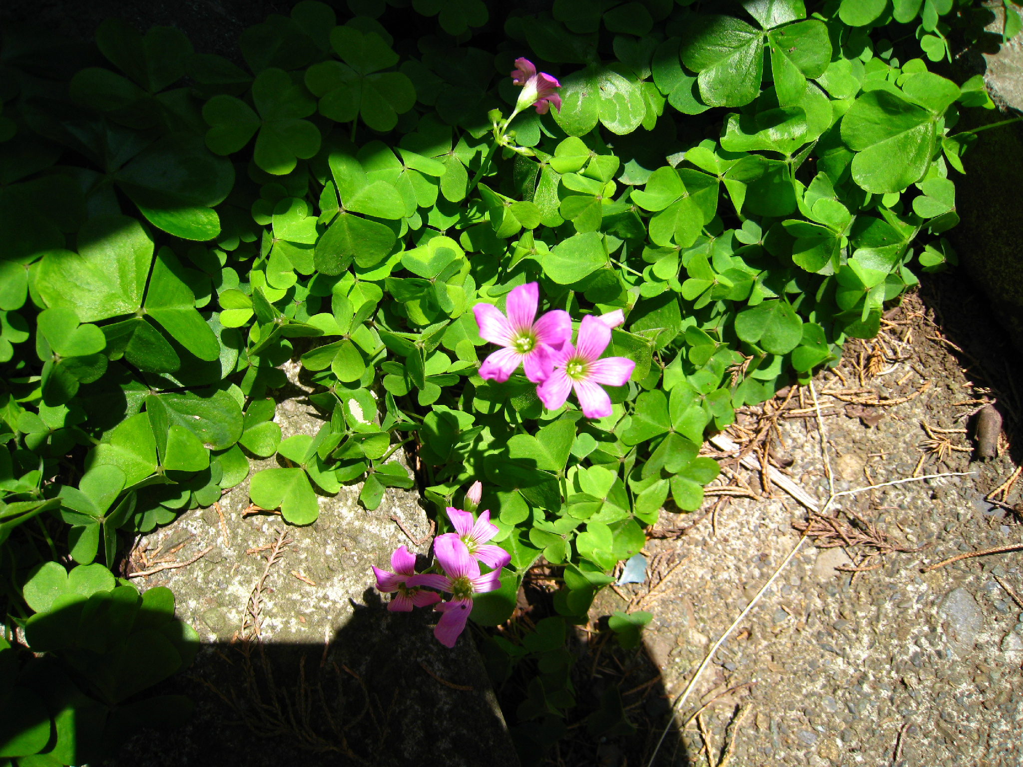 تويتر ｄ ｌ على تويتر クローバーに似たピンクの小さな花を咲かせる雑草 ムラサキカタバミというのだそう ネットによると食べられる野草らしいけど どうなのかな Http T Co Oziuzqdg