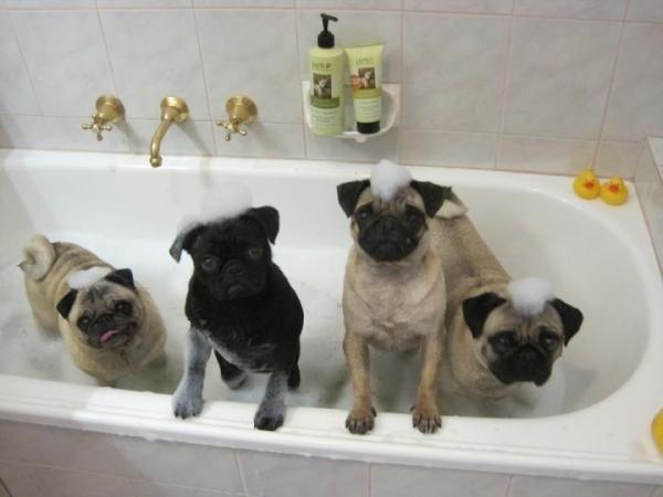 natenorrish's tweet image. #pugfun on a Saturday