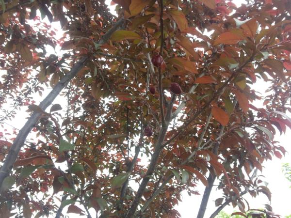 plus1524's tweet photo. 올해는 적자두 맛을 볼 수 있을 듯 http://t.co/YQcK0qfG