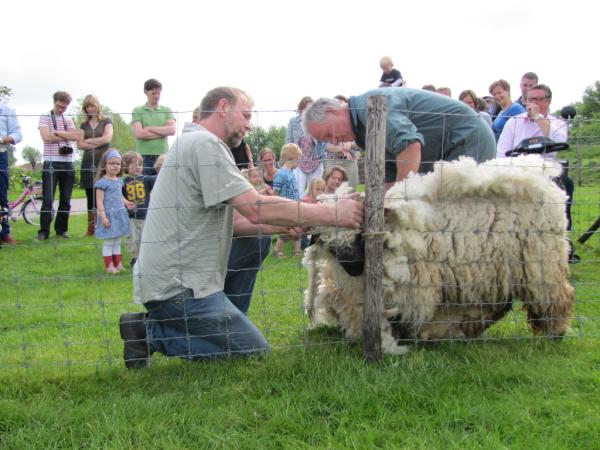 Op deze zonnige dag was er een demonstratie schapenscheren, met onze eigen knuffelschapen.