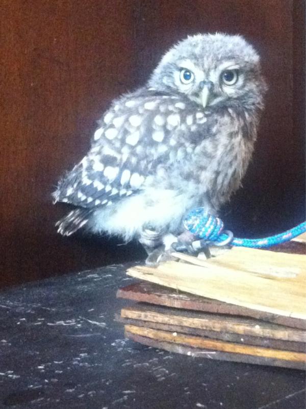 thecannyspace's tweet photo. BABY OWL!!! #canny http://t.co/b0s8dKrT