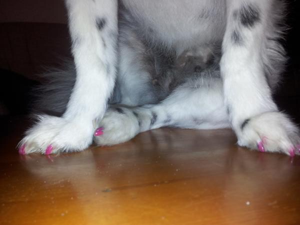 SammyLardin's tweet image. pintandole las uñas a uchi #plesio