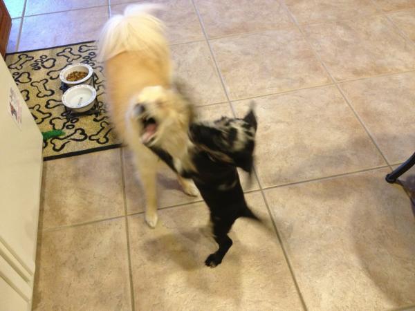 Me_Llamo_Milo's tweet photo. Re-enacting the lion king with @Dexterslab_ http://t.co/MiwUH4xh