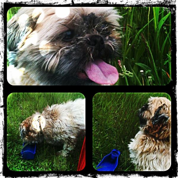 Katink86's tweet photo. Zo lief. http://t.co/96XbvUR