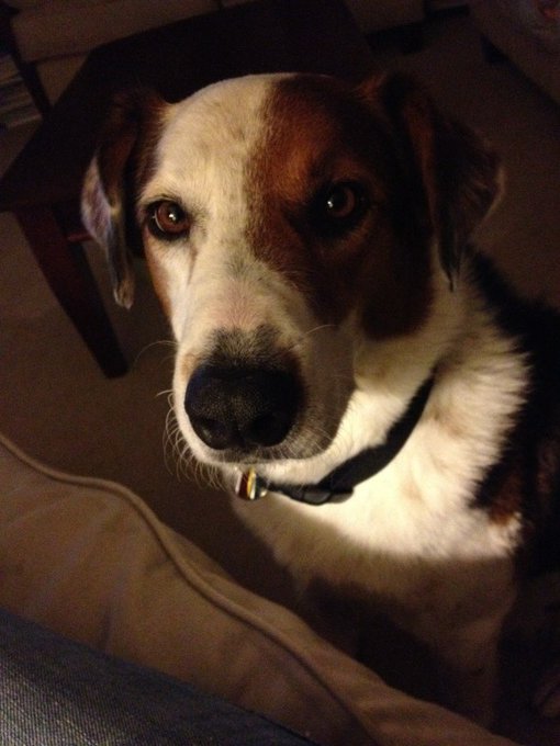 My sweet puppy :) http://t.co/iUkBNaN6