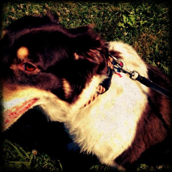 clintcasey's tweet photo. Dog. http://t.co/rz2l2wdT