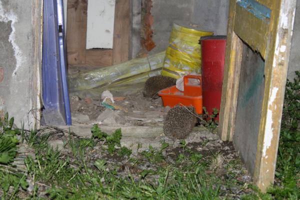 xxxEmz's tweet image. Trevligt besök såhär på kvällen #igelkottar #maj #besök