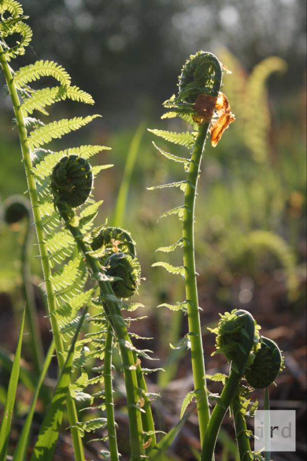 good-bye 'til next year fiddleheads