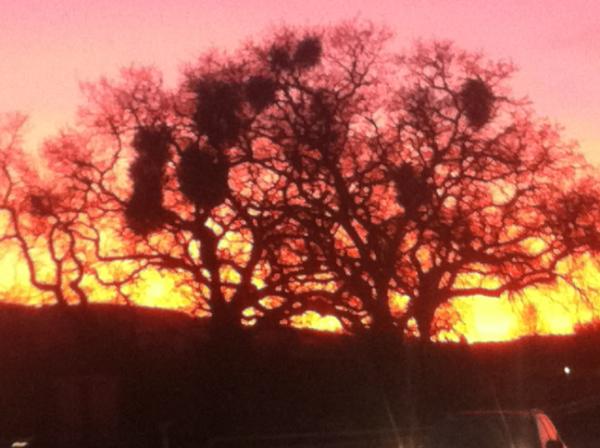 HouseofTree tweet picture