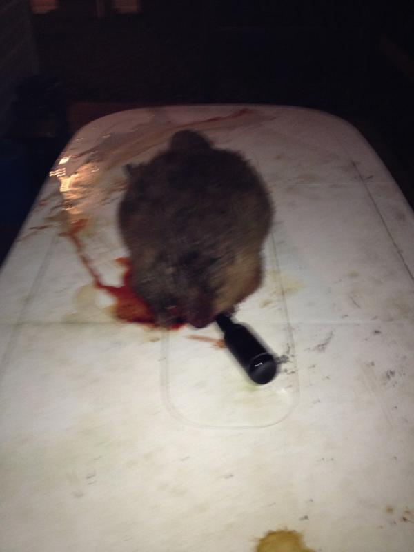 Tscott505's tweet photo. Tough ass beaver http://t.co/DaFiYHK9