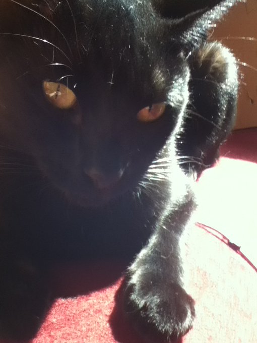 For his bday, i am getting a pet fish for my darling Eno. He's a whole year old now! http://t.co/F7z
