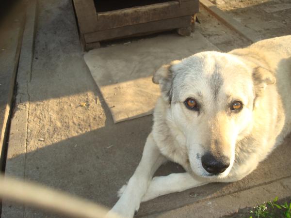 malinovckux's tweet photo. Самый лучший друг))) http://t.co/G0UP3CYb