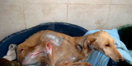 steeeffffff's tweet image. Pétition!! Elevés, utilisés puis massacrés par les chasseurs en Espagne.... avaaz.org/fr/petition/Li…