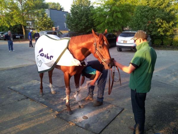 darrenrovell's tweet photo. Pic of I'll Have Another this morning getting his bath (via @ronflatter) http://t.co/jQegxj7T