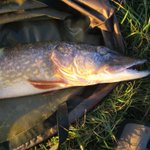 Photo by The Southdown Angler (@CliveCopeland)