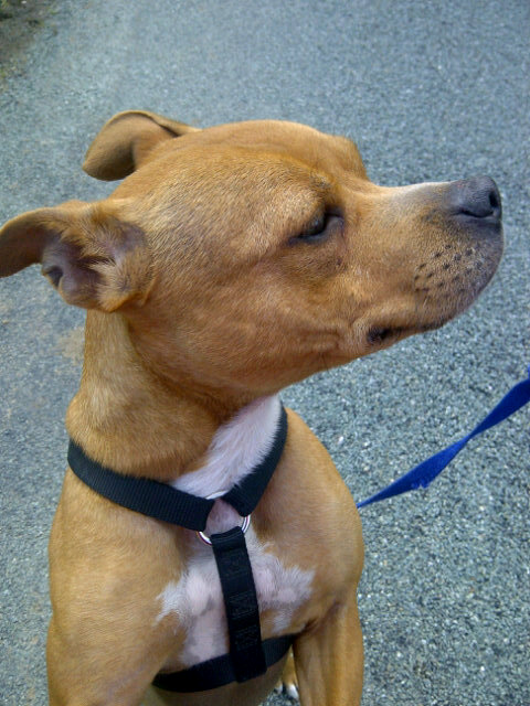 sarahhwhitt's tweet image. Just been taken for a walk! #energeticdog