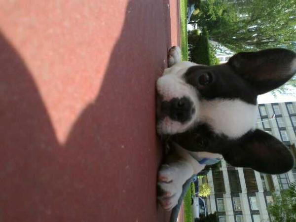 Lolo cansadito después de una larga caminata