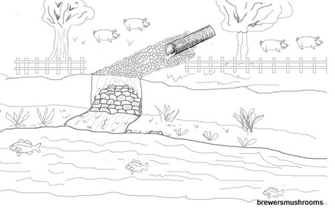 Brewer's Mushrooms tweet media