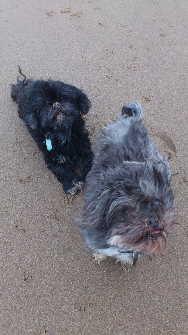 TobyHewson's tweet image. #Teebo &amp;amp; #Wicket at #Skegness #cute #pets