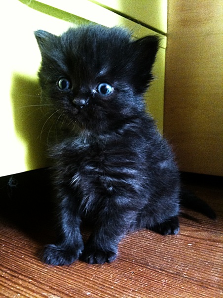 MahmMurdock's tweet photo. Small #cat  in #Arcachon! Il n'est pas mignon ce #chaton :)! http://t.co/JMXuoaTh