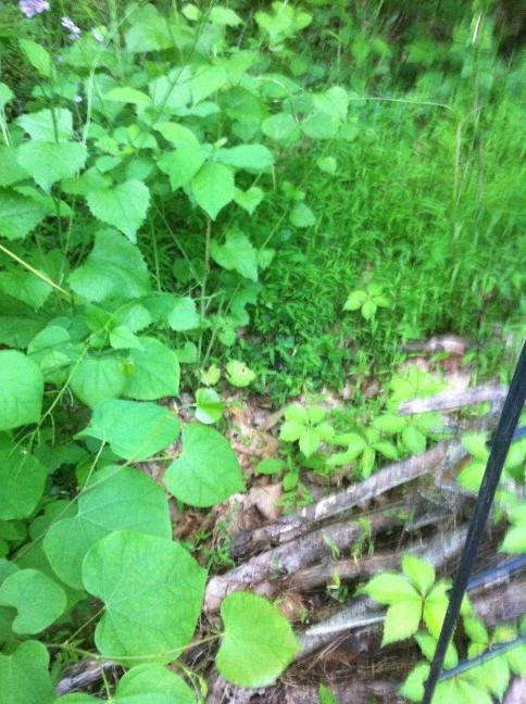 There's a snake in there