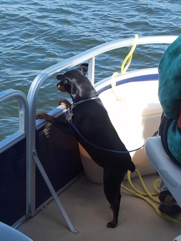 ChrisLow70's tweet photo. Maggie enjoying the boat ride http://t.co/r2iBi6nZ