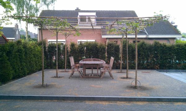 uwhovenier's tweet photo. Het terras met de dakmoerbeien is klaar, dat wordt straks een mooie natuurlijke parasol. http://t.co/UGer1tiX