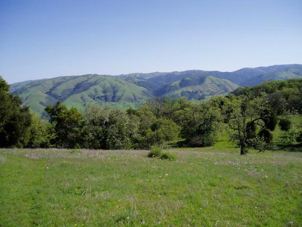 74Asoleado's tweet photo. Springtime in Asoleado, with a display of abundant wildflowers. http://t.co/Mx19Bx4