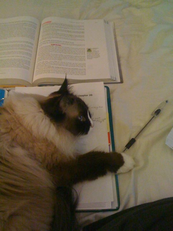 APaco369's tweet photo. Vegas helping me study. I sure hope they'll let her write the final with me! http://t.co/HNwg8PxL