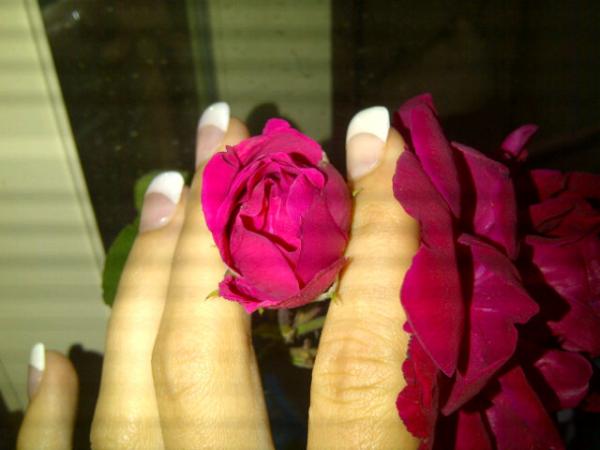 CaitBlake27's tweet image. It had three buds on it, one blossomed today :) #makingmydaybetter #notevenhere