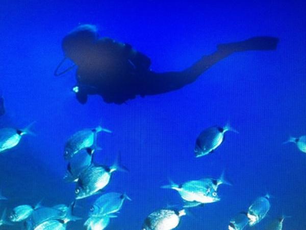Regi Domingo (@regidomingo) on Twitter photo 