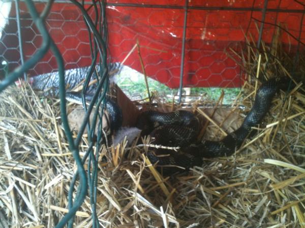 ecotone's tweet photo. Everyone loves Ecotone eggs...even this five foot Rat snake I found yesterday when gathering eggs! http://t.co/0Aowm5o2