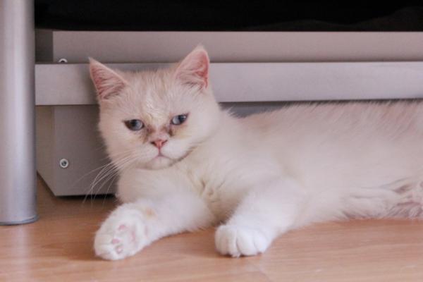 pers_help's tweet image. "Перс-Экзот Команда" Ищет дом для белоснежных кошек! Экзоты, им по 2 года, одна застенчивая, вторая по наглее. Здоровы!