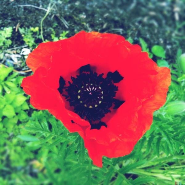 Here's some brightness to cheer you up on this grey day.