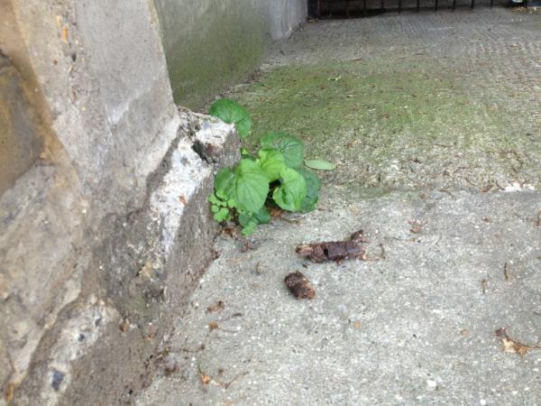 Pootition's tweet image. “@magnus_is: @Pootition a poo bakes in the sun as summer finally starts http://t.co/DZ2SlwwE” summer time... And the smelling ain't easy...