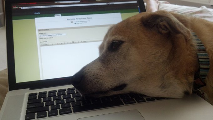 I think someone is feeling a bit neglected because of my workload #notahappypuppy #whensplaytime http://t<a href="/tag/notahappypuppy"class="tags"><span>#notahappypuppy</span></a><a href="/tag/whensplaytime"class="tags"><span>#whensplaytime</span></a>