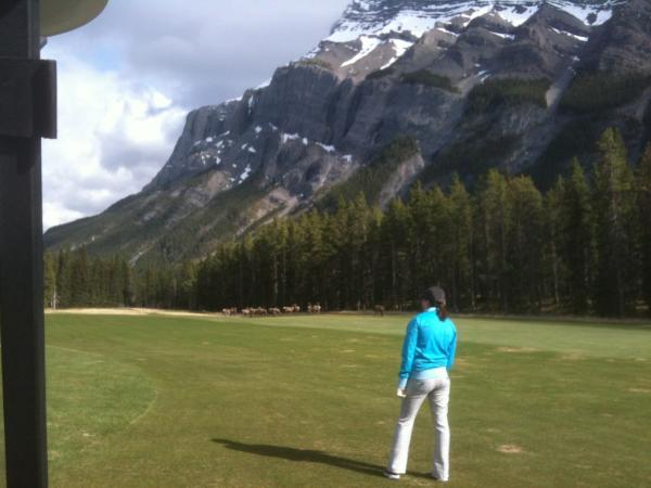 Elk on 7.