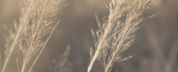 dermobaume's tweet photo. Take a rest; a field that has rested gives a bountiful crop.  -Ovid   #relaxation #peace http://t.co/wO0zMDnq