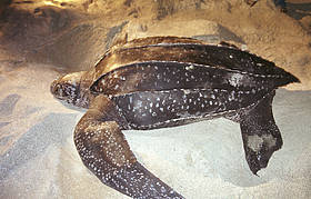 yosefmr_'s tweet image. 4. Penyu Belimbing atau dikenal dgn nma Leatherback turtle (Dermochelys olivacea). #penyu #seaturtle #DiveTalk  @Dive_ID