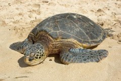 yosefmr_'s tweet image. 6. Penyu Tempayan atau dikenal dengan nama Loggerhead turtle (Caretta caretta). #penyu #seaturtle #DiveTalk  @Dive_ID