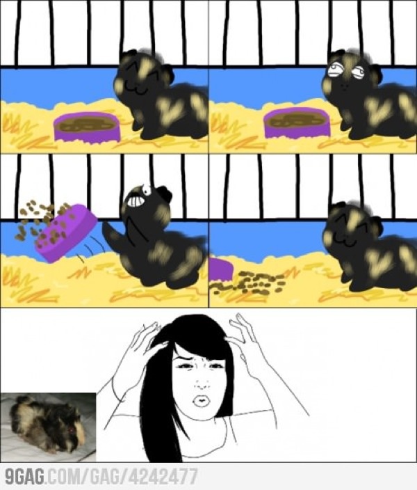 LosAbsurdostv's tweet photo. Guinea Pig Logic (Get #9GagReader at http://t.co/vWQ5KhA1) http://t.co/ZrOBlSZ6