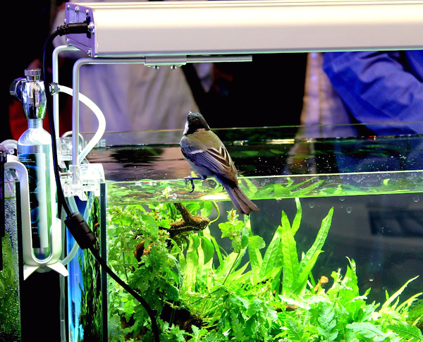 Balbibcn's tweet photo. Lindo pajarito!!! @acuaristica @Avenlux @BAquaristic @Iwagumi @Manfrediantonio @planetacuario @scapefu #aquarium http://t.co/PHUGbscF