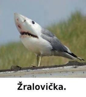 BobiBella's tweet photo. Hahahahaha;-))))) http://t.co/aympzSZL