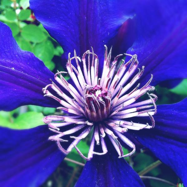 Another day with possible rain. My favorite spot to cheer up is Olga's. Good coffee, gorgeous gardens &amp; yummy treats.